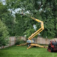 How Our Tree Care Process Works  in Holly Springs, MS